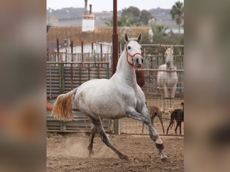 PRE Yegua 5 años 165 cm Tordo in Vejer de la Frontera