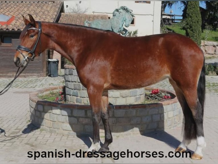 PRE Mestizo Yegua 5 años 167 cm Castaño in Barcelona
