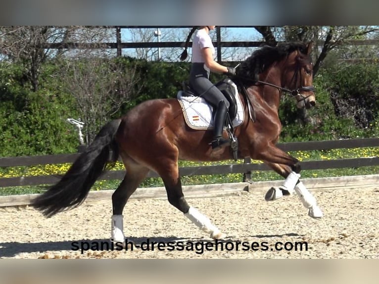 PRE Mestizo Yegua 5 años 167 cm Castaño in Barcelona