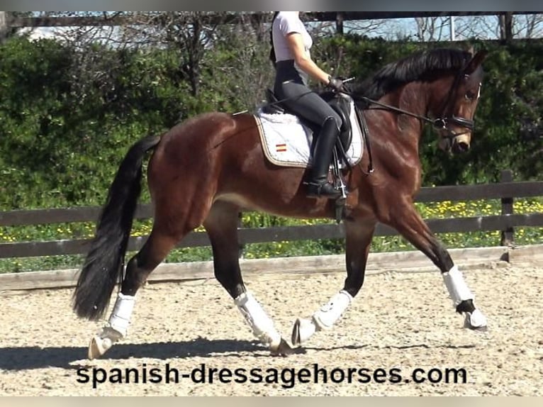 PRE Mestizo Yegua 5 años 167 cm Castaño in Barcelona