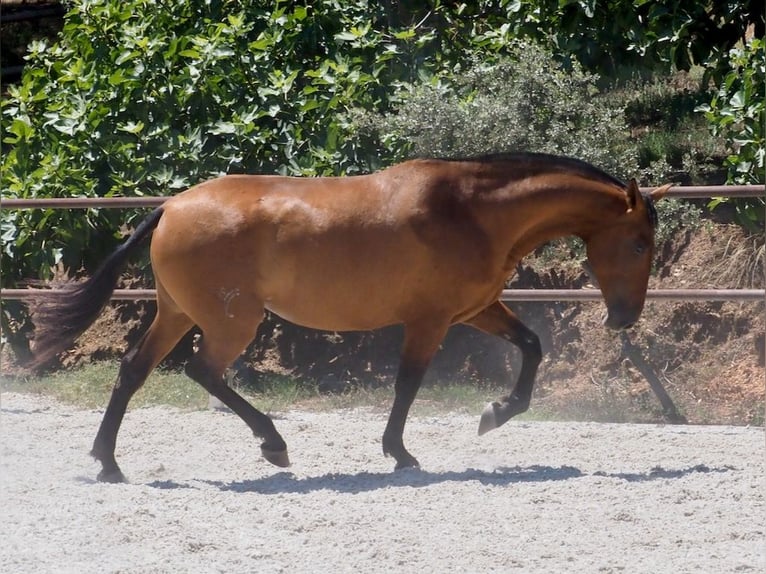 PRE Mestizo Yegua 5 años 167 cm Castaño rojizo in NAVAS DEL MADRONO