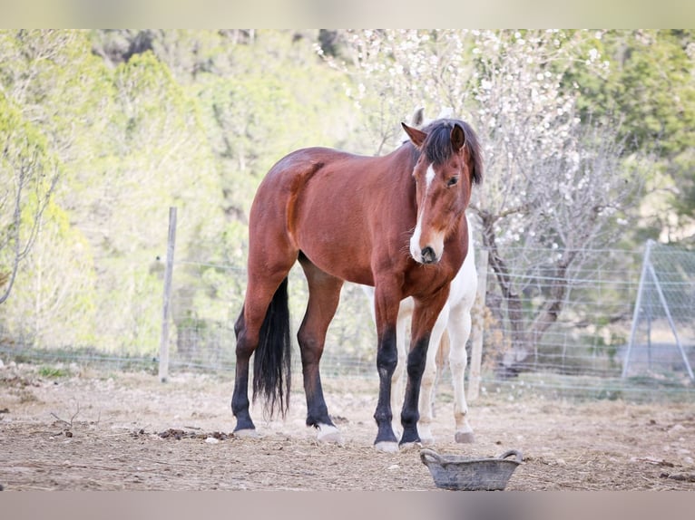 PRE Yegua 5 años 168 cm Castaño oscuro in Alcoi/Alcoy