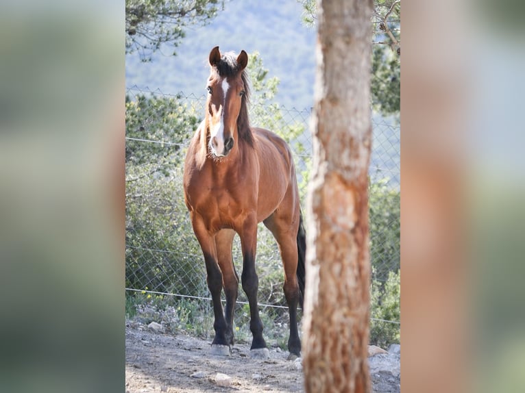 PRE Mestizo Yegua 5 años 168 cm Castaño rojizo in Alcoi/Alcoy