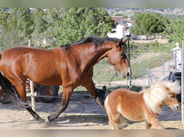 PRE Mestizo Yegua 5 años 168 cm Castaño rojizo in Alcoi/Alcoy