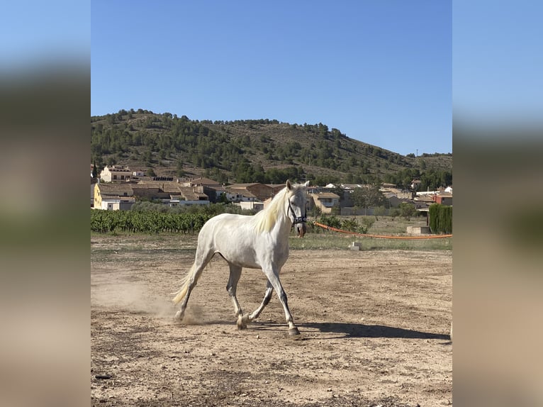 PRE Yegua 5 años 168 cm Tordo in Cañada