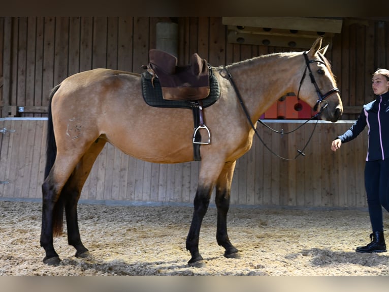 PRE Yegua 5 años 169 cm Buckskin/Bayo in Klettgau-Bühl