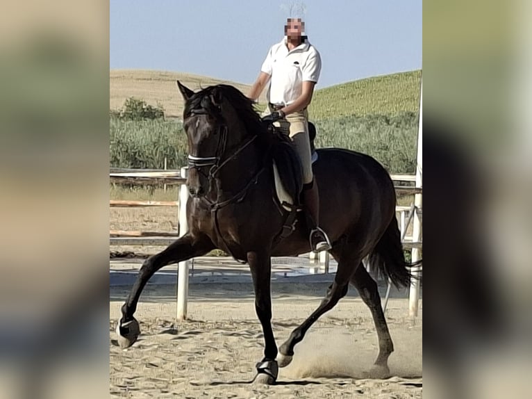 PRE Yegua 5 años 169 cm Negro in Seville