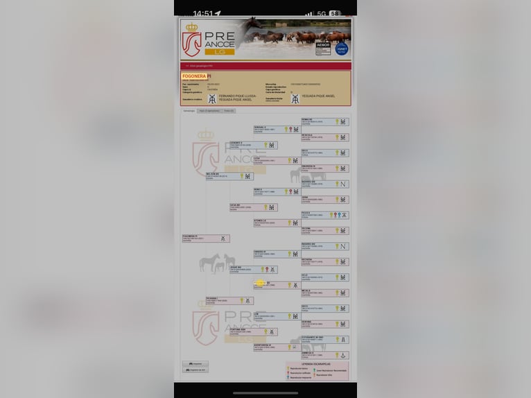 PRE Yegua 5 años 170 cm Castaño in Turís