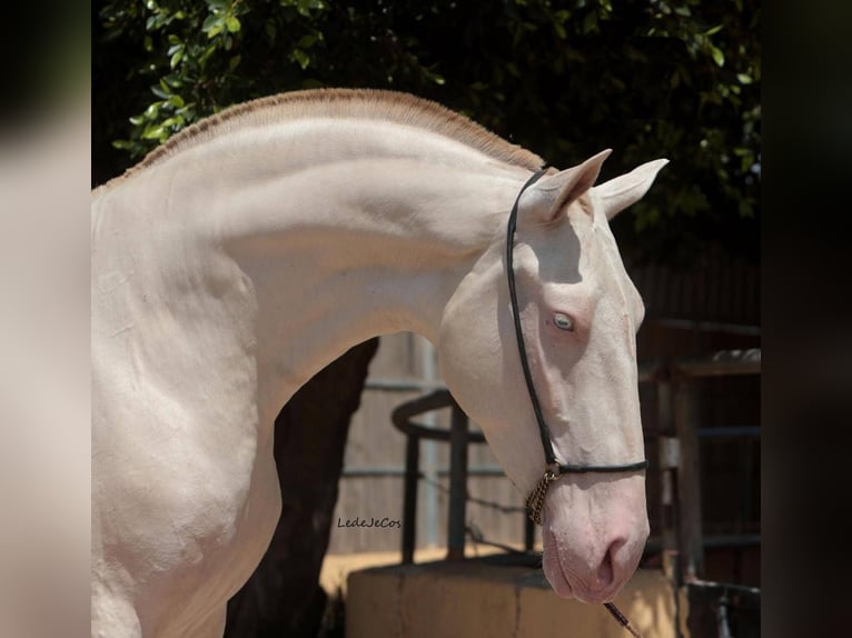 PRE Mestizo Yegua 5 años 171 cm Perlino in Navas Del Madroño