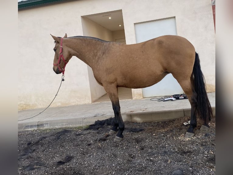 PRE Mestizo Yegua 5 años 172 cm Bayo in Valladolid