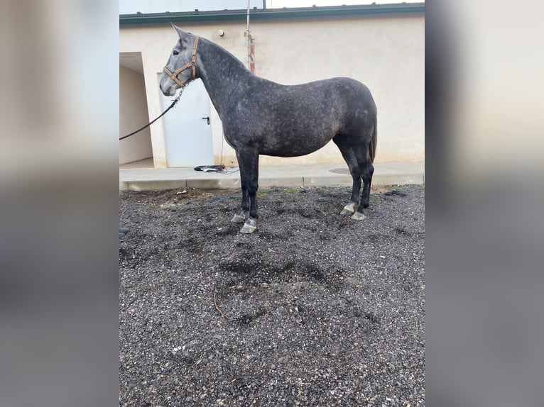 PRE Mestizo Yegua 5 años 172 cm Bayo in Valladolid