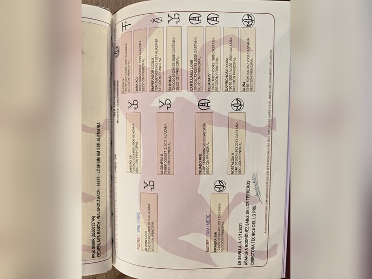 PRE Yegua 5 años 172 cm Castaño in Kenn