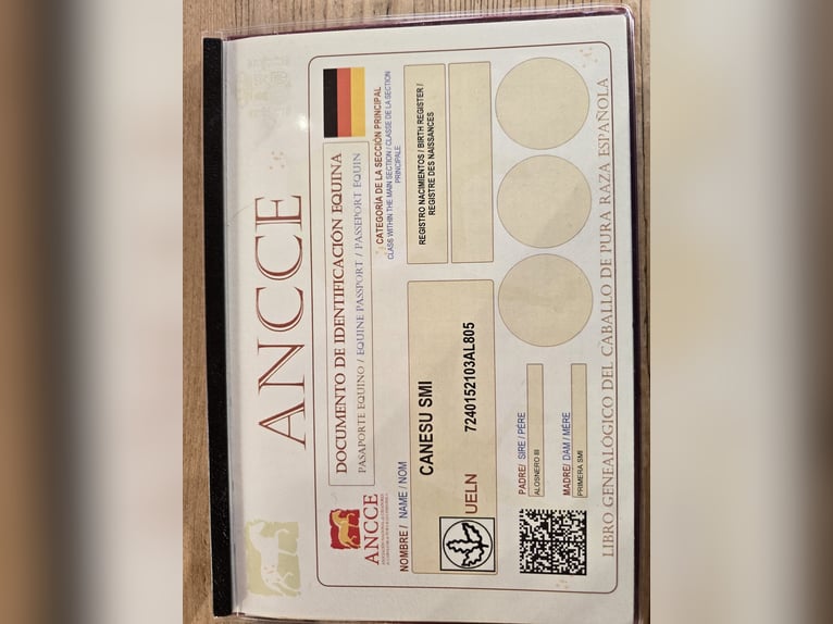 PRE Yegua 5 años 172 cm Castaño in Kenn