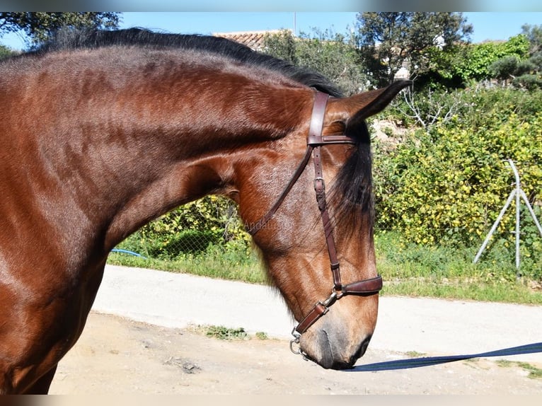 PRE Mestizo Yegua 5 años 172 cm Castaño in Provinz Malaga