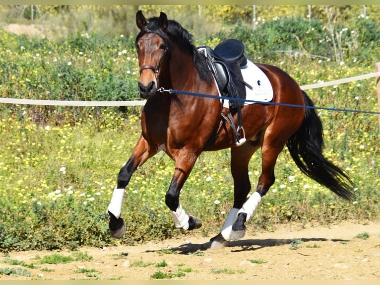 PRE Mestizo Yegua 5 años 172 cm Castaño in Provinz Malaga