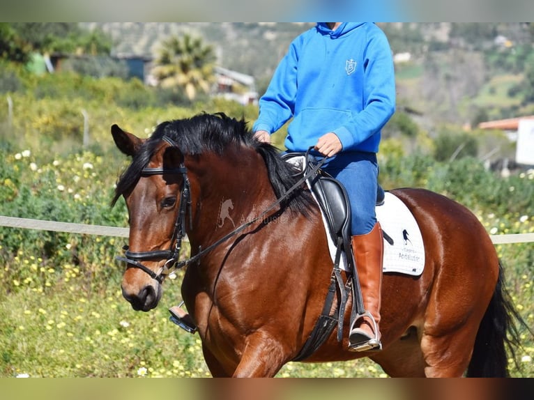 PRE Mestizo Yegua 5 años 172 cm Castaño in Provinz Malaga