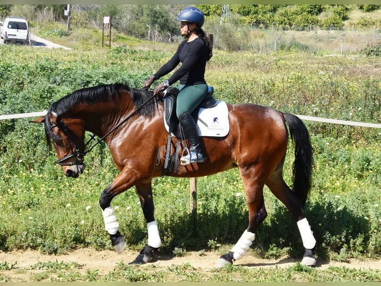 PRE Mestizo Yegua 5 años 172 cm Castaño in Provinz Malaga