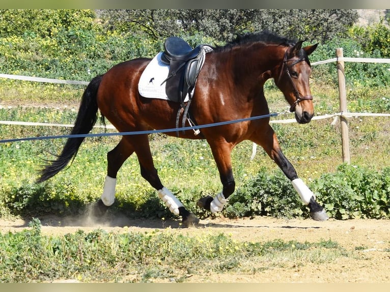 PRE Mestizo Yegua 5 años 172 cm Castaño in Provinz Malaga