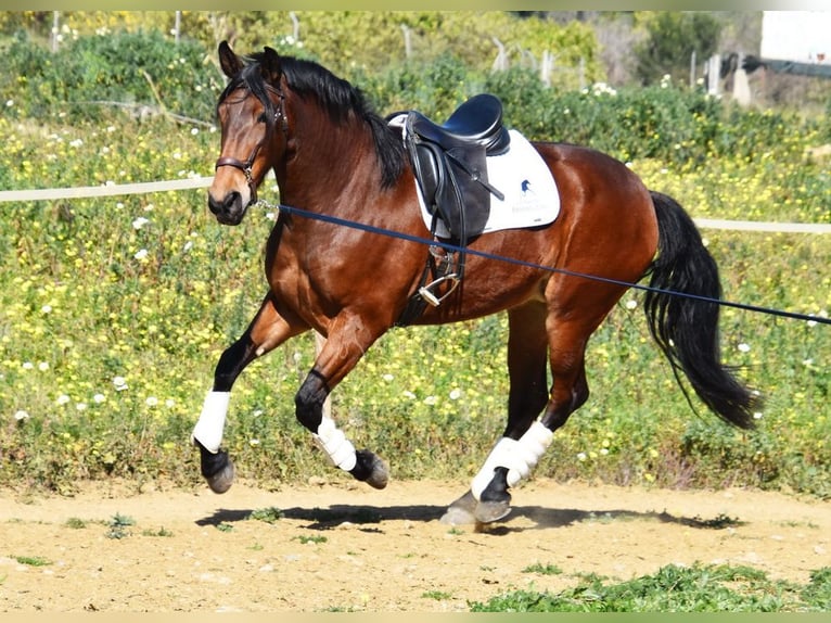 PRE Mestizo Yegua 5 años 172 cm Castaño in Provinz Malaga