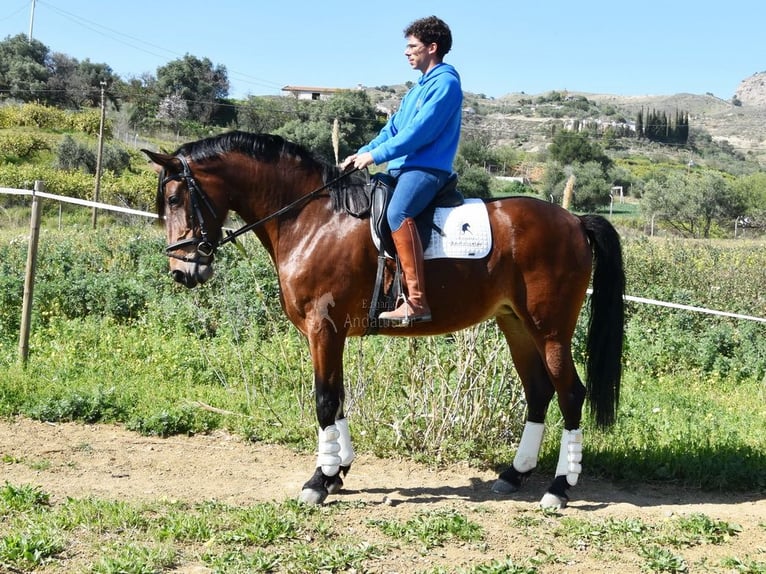 PRE Mestizo Yegua 5 años 172 cm Castaño in Provinz Malaga