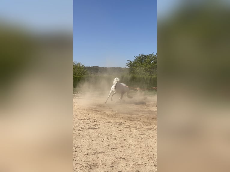 PRE Yegua 5 años 172 cm Tordo in Cañada