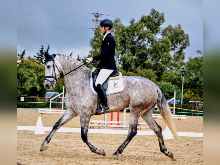 PRE Yegua 5 años 175 cm Tordo rodado in Sevilla