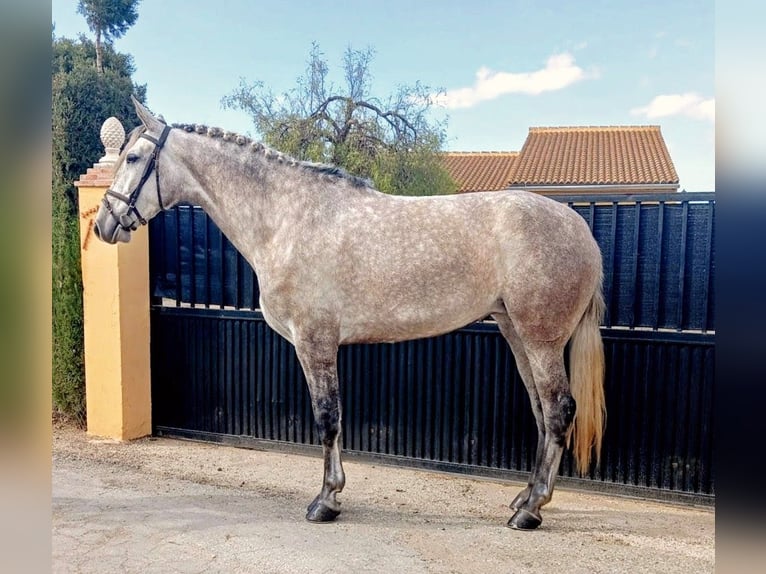 PRE Yegua 5 años 175 cm Tordo rodado in Sevilla
