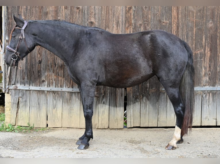 PRE Yegua 5 años Negro in Klettgau