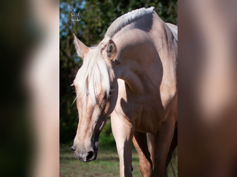 PRE Yegua 6 años 155 cm Palomino in La Vespière-Friardel