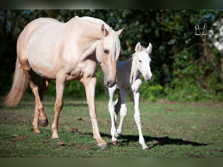 PRE Yegua 6 años 155 cm Palomino in La Vespière-Friardel