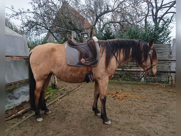 PRE Mestizo Yegua 6 años 157 cm Bayo in R&#xF6;dinghausen