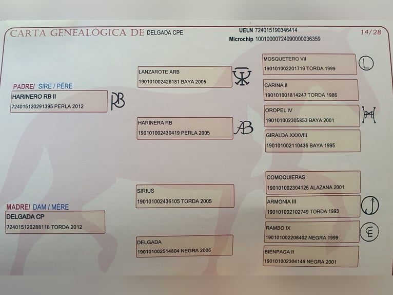 PRE Mestizo Yegua 6 años 158 cm Bayo in R&#xF6;dinghausen