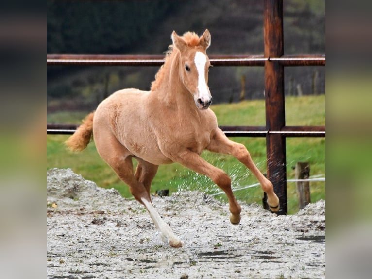 PRE Yegua 6 años 158 cm Palomino in Heinkenszand