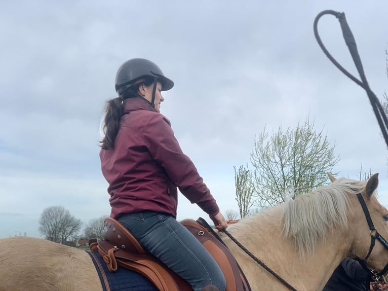 PRE Yegua 6 años 158 cm Palomino in Heinkenszand