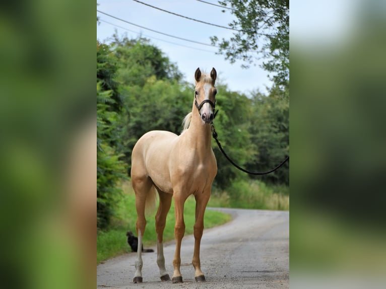 PRE Yegua 6 años 158 cm Palomino in Heinkenszand