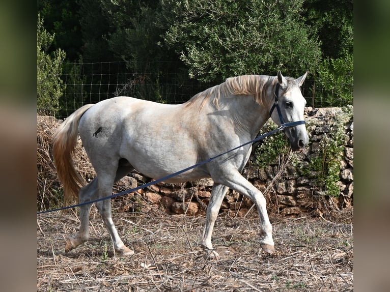 PRE Mestizo Yegua 6 años 158 cm Tordo in Menorca