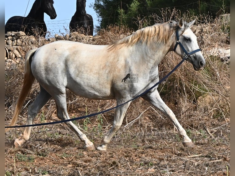 PRE Mestizo Yegua 6 años 158 cm Tordo in Menorca