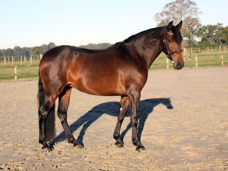 PRE Mestizo Yegua 6 años 159 cm Castaño oscuro in Ellerhoop