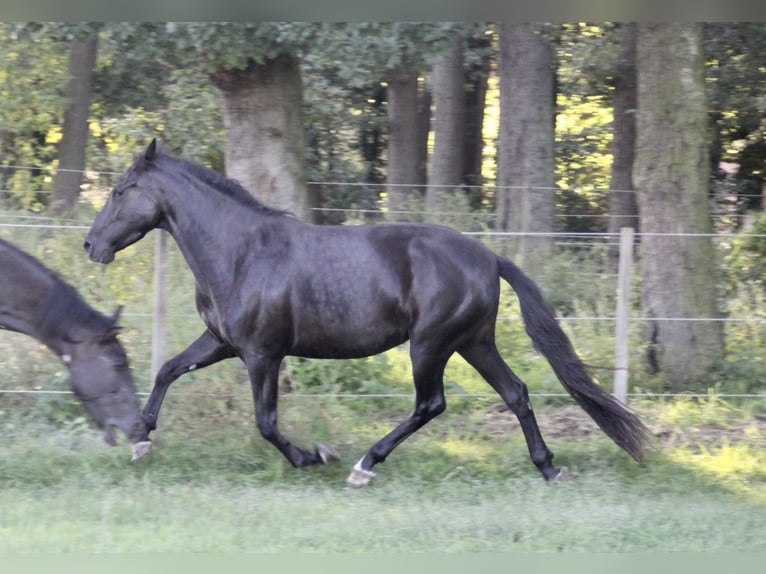 PRE Mestizo Yegua 6 años 159 cm Negro in Steyerberg