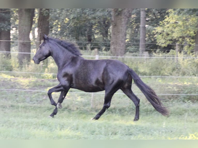 PRE Mestizo Yegua 6 años 159 cm Negro in Steyerberg