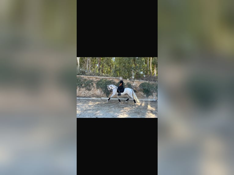 PRE Mestizo Yegua 6 años 159 cm Tordo in El Puerto de Santa Maria