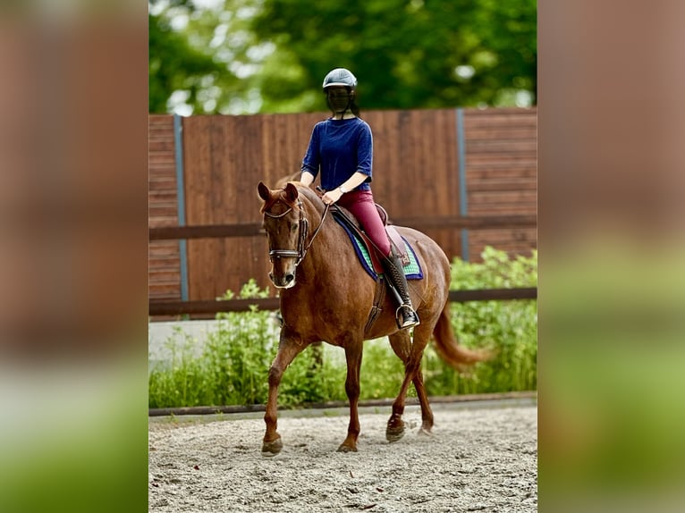 PRE Yegua 6 años 160 cm Alazán in StahnsdorfStahnsdorf
