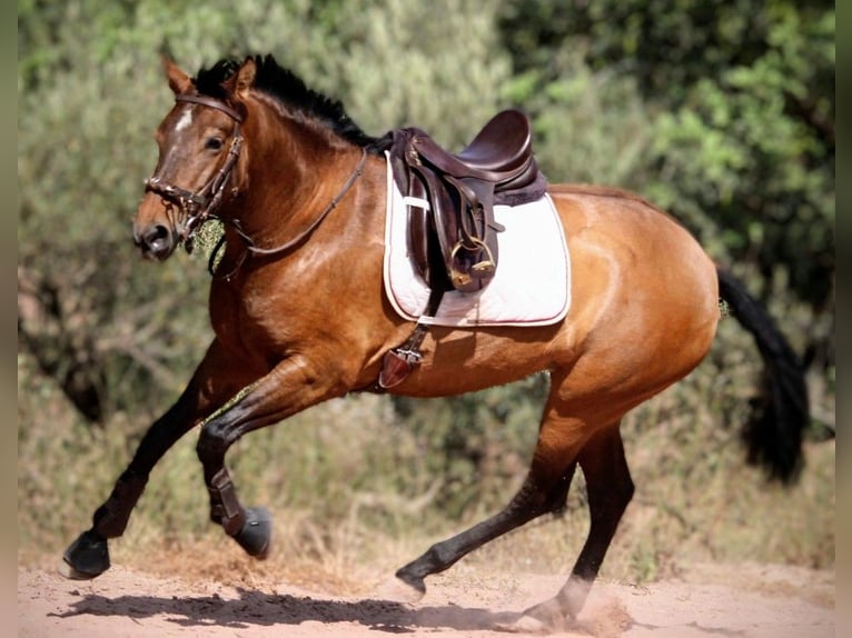 PRE Mestizo Yegua 6 años 160 cm Castaño in Valencia