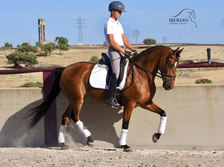 PRE Mestizo Yegua 6 años 160 cm Castaño in Navas Del Madroño