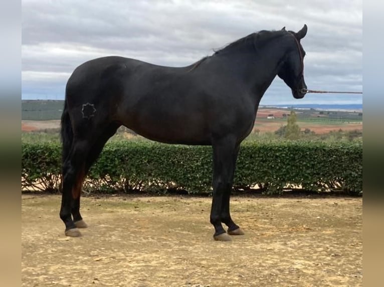 PRE Mestizo Yegua 6 años 160 cm Negro in Sevilla