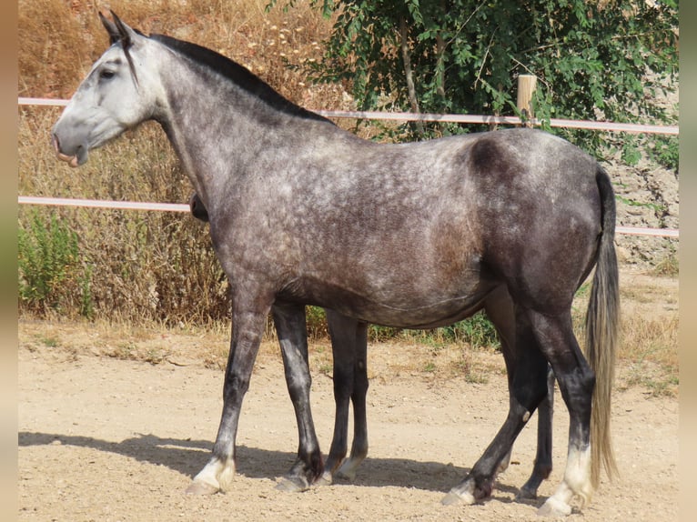 PRE Mestizo Yegua 6 años 160 cm Tordo in Torres De La Alameda