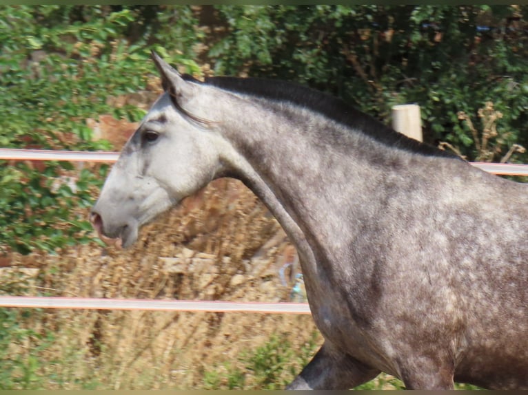 PRE Mestizo Yegua 6 años 160 cm Tordo in Torres De La Alameda