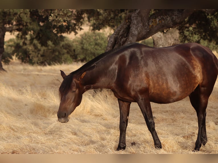 PRE Mestizo Yegua 6 años 161 cm Castaño oscuro in Fuente Obejuna