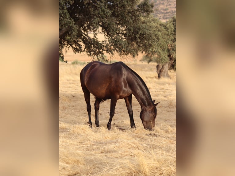 PRE Mestizo Yegua 6 años 161 cm Castaño oscuro in Fuente Obejuna