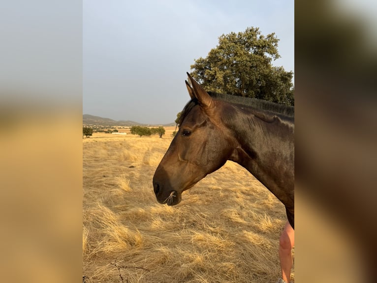 PRE Mestizo Yegua 6 años 161 cm Castaño oscuro in Fuente Obejuna